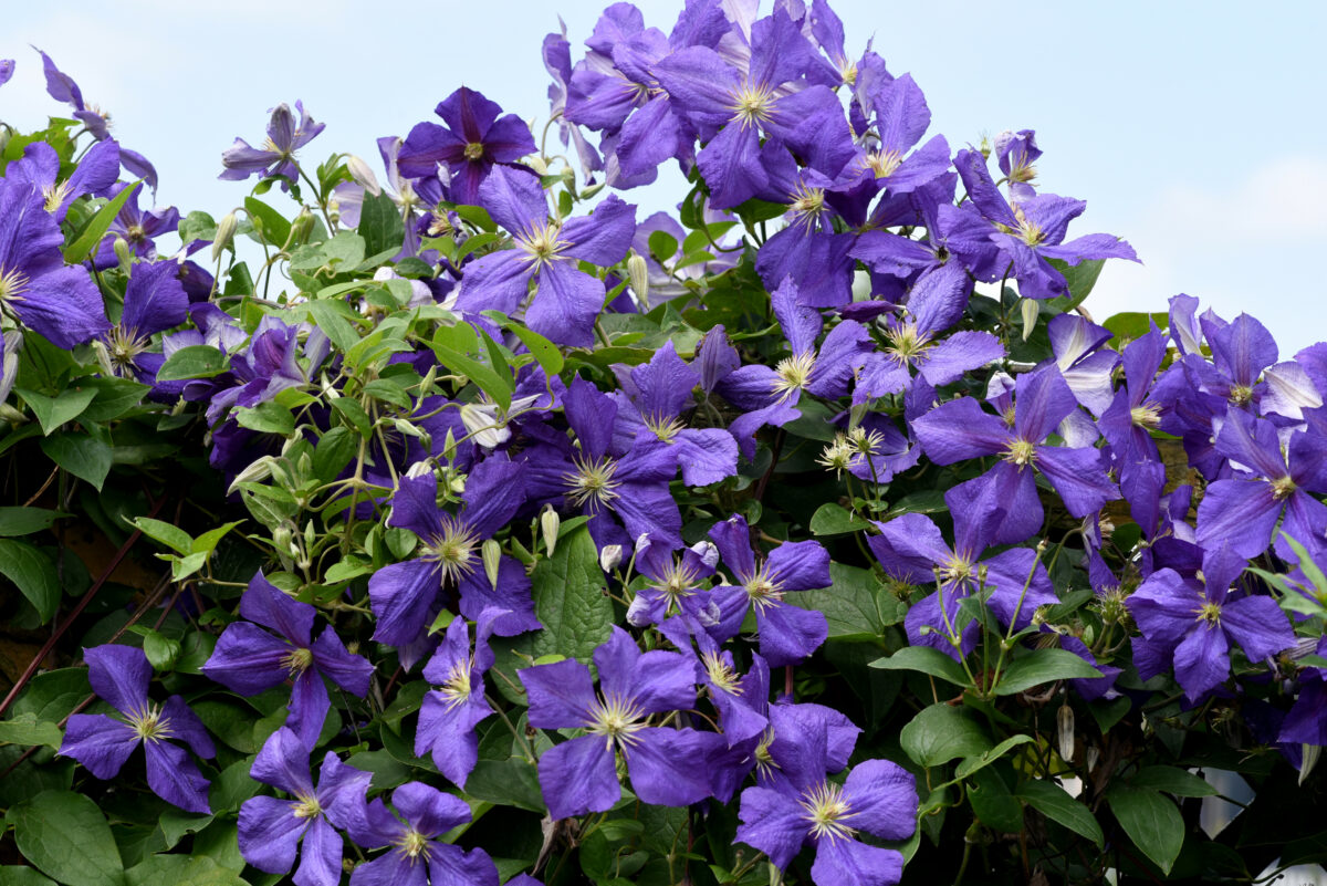 Klematis