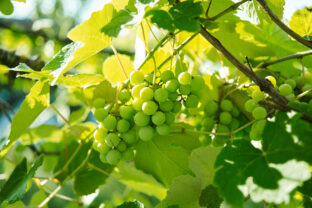 vinič