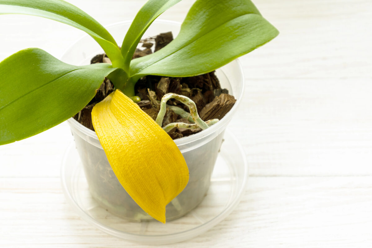 žltý list orchidei