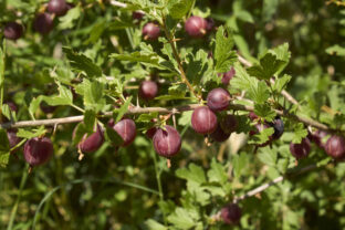 Ribes uva-crispa