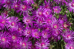 Delosperma