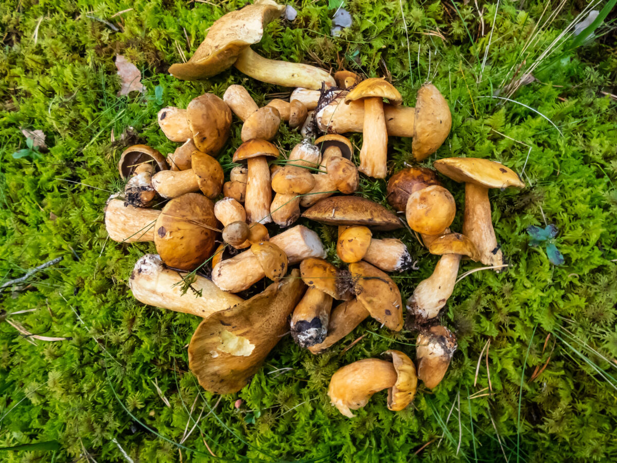 Suillus variegatus