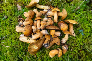 Suillus variegatus