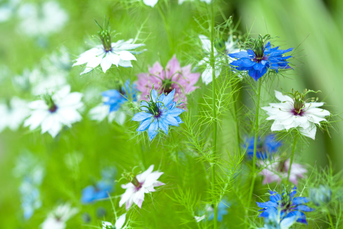 Nigella damascena