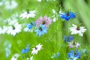 Nigella damascena