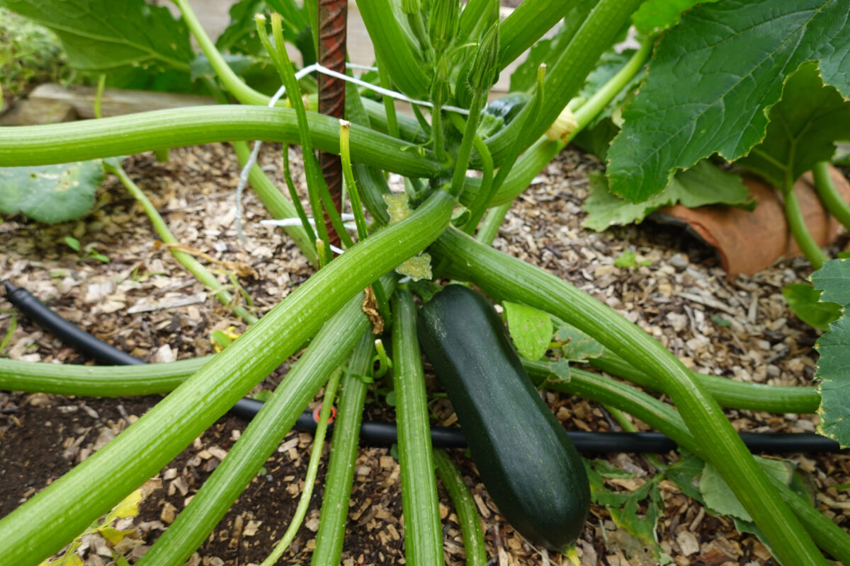 cuketa