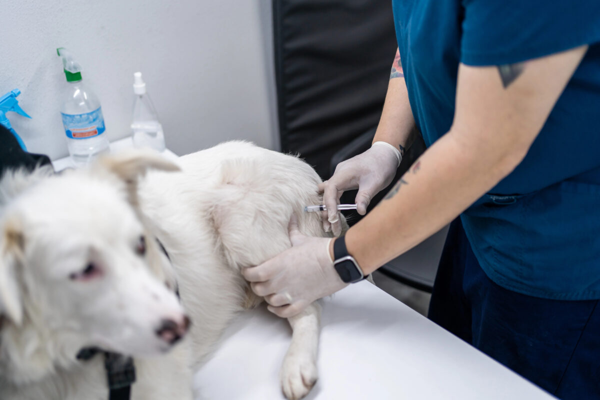 veterinár