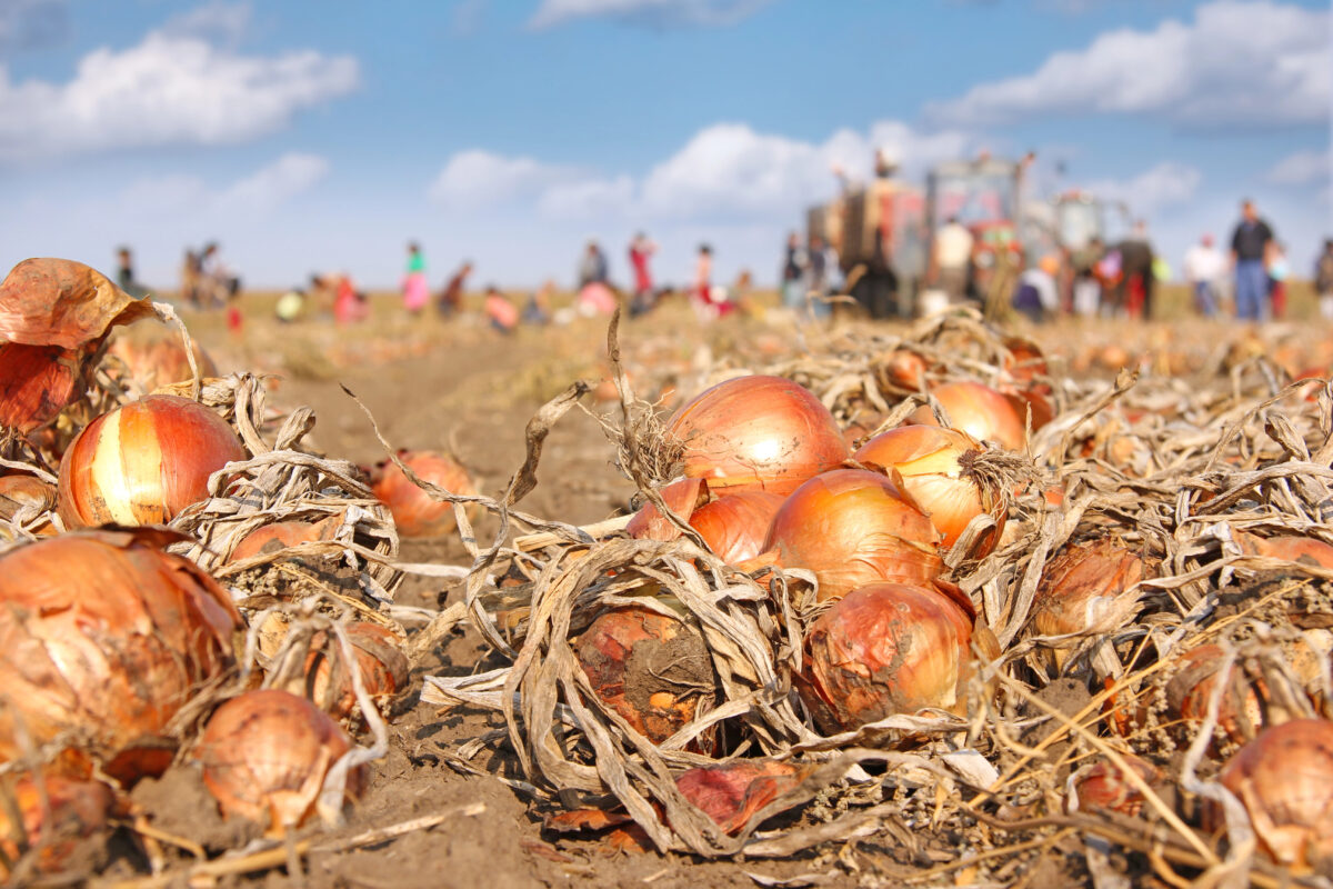 Cibuľa