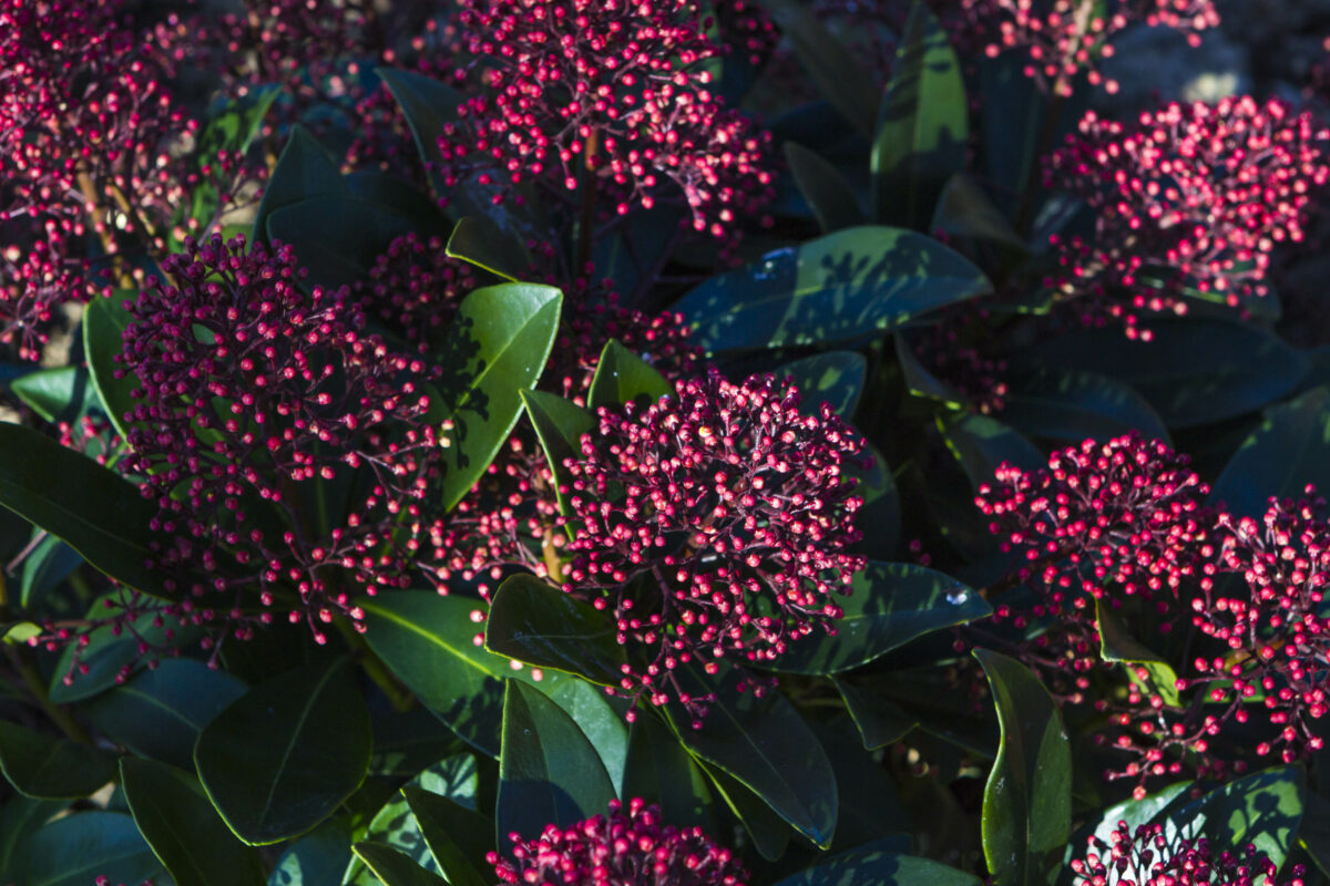 Skimmia japonica