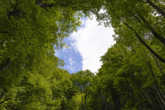 Hayedo (bosque) en primavera