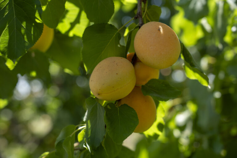 Close up of yellow apricots hanging from a fruit tree