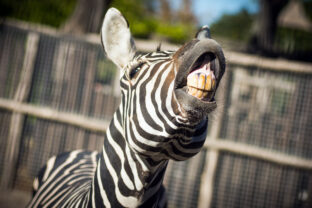 Zebra with yellow teeth