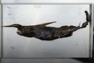 Chimera prizračny zralok