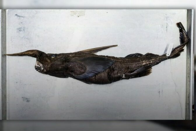 Chimera prizračny zralok