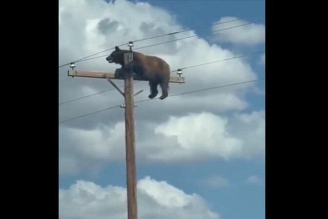 Medveď na elektrickom stĺpe