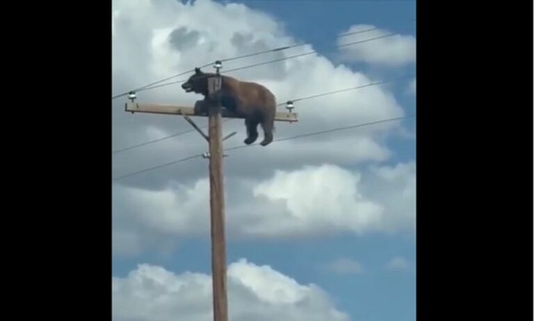 Medveď na elektrickom stĺpe
