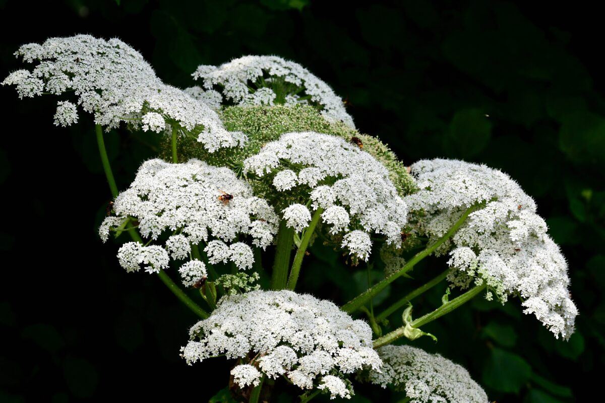 heracleum mantegazzianum
