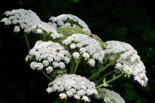 heracleum mantegazzianum