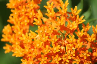 asclepias tuberosa