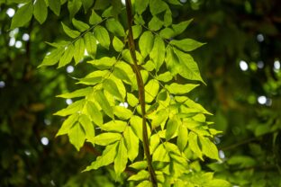 Fraxinus excelsior
