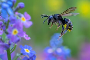 Xylocopa violacea