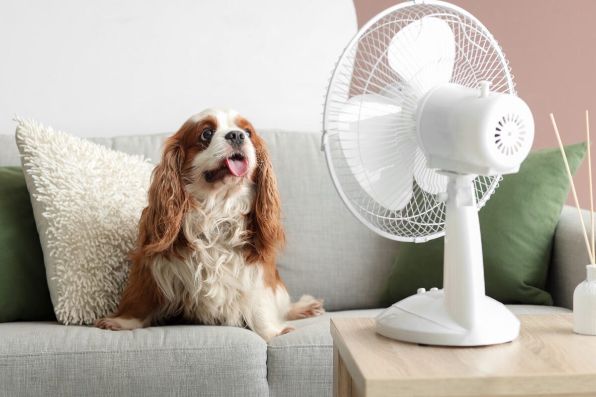 pes pri ventilátore