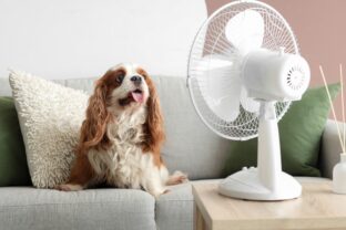 pes pri ventilátore