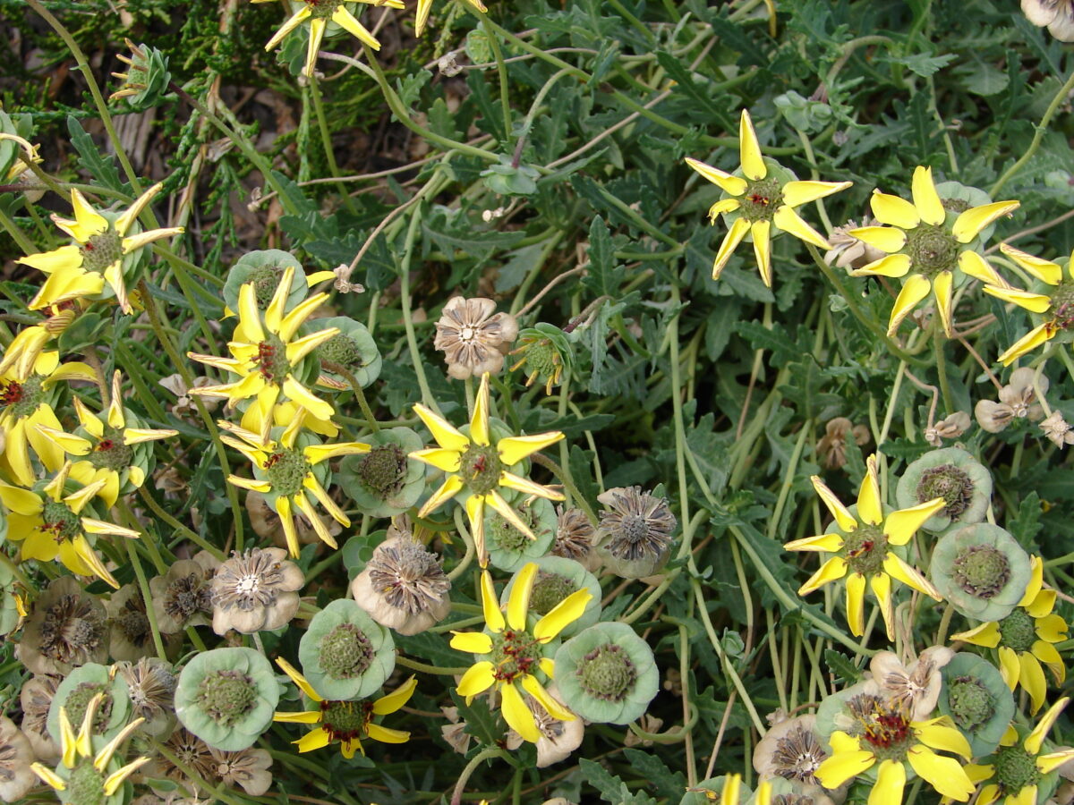 Berlandiera lyrata