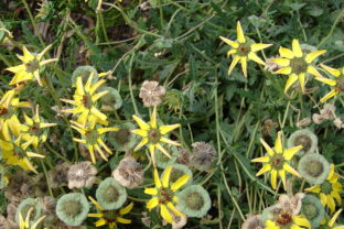 Berlandiera lyrata