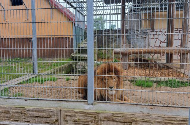 Zoologická záhrada v Spišskej Novej Vsi postaví levovi Lordovi nové bývanie, kde by mohol byť chovaný aj párik