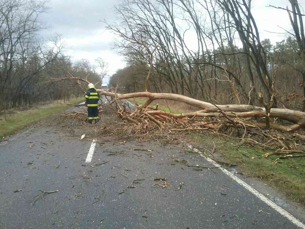 HASIČI: Popadané stromy kvôli silnému vetru