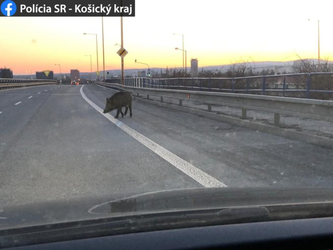 Diviak na ceste