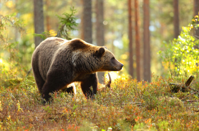 Ochranári posilňujú Zásahový tím pre medveďa hnedého, budú aj vzdelávať verejnosť o možnosti prevencie a predchádzaniu konfliktu