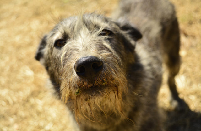 Verdikt súdu v prípade piatich utýraných psov je podľa zvieracieho ombudsmana prelomový, ale tresty by mali byť prísnejšie
