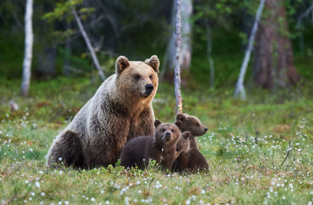 V okolí Zlína sa podľa svedkov pohybujú tri medvede, potvrdzujú to aj zábery z fotopascí