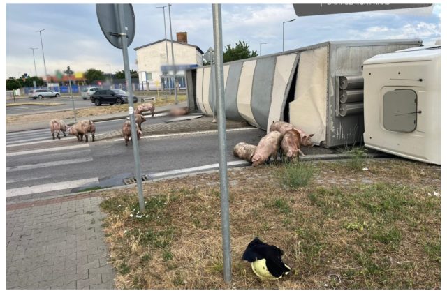 V Senci sa prevrátil kamión s ošípanými, vystrašené zvieratá behajú po okolí (foto)