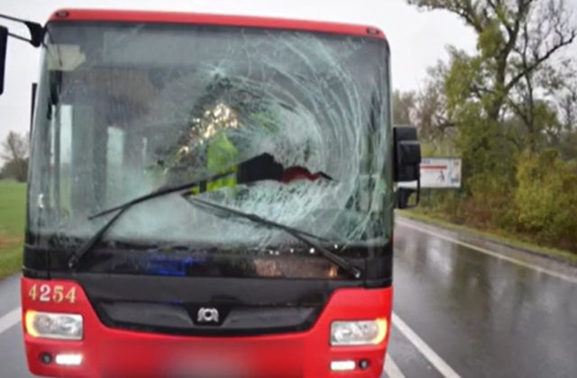 Do dráhy autobusu bratislavskej MHD vbehla srna, po náraze sa prepadla do kabíny vodiča (video)