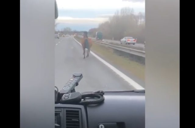 Na diaľnici D2 pobehoval kôň, najskôr v smere do Bratislavy (video)