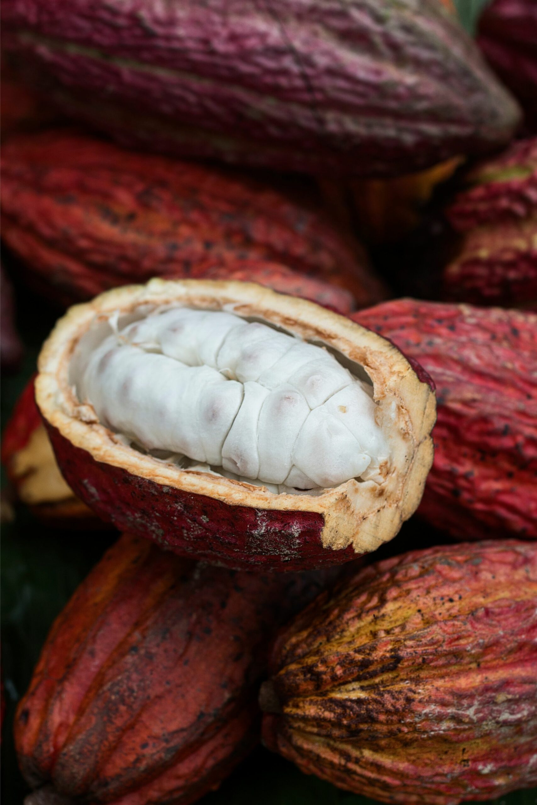 Resize_close up of cacao pods oco ecuador.jpg