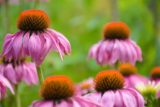 94227_echinacea purpurova 676x451.jpg