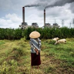 Pastierka oviec v Indonézii - Fot: Kemal Jufri /Greenpeace