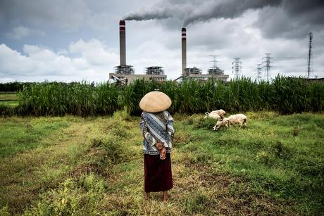 Pastierka oviec v Indonézii - Fot: Kemal Jufri /Greenpeace