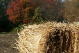 slama-Flickr