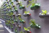 Upcycling plastic soda bottles as an urban garden 1.jpg