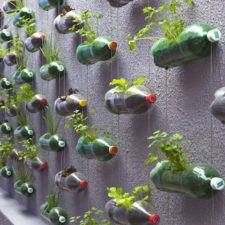 Upcycling plastic soda bottles as an urban garden 1.jpg