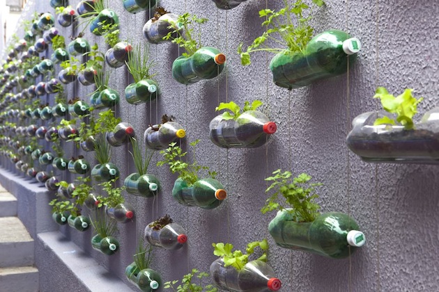 Upcycling plastic soda bottles as an urban garden 1.jpg