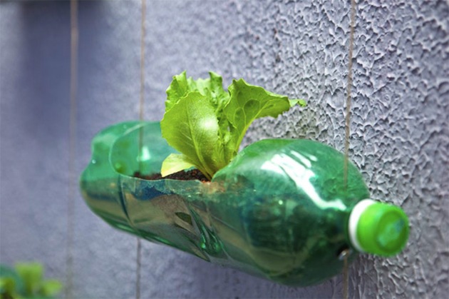 Upcycling plastic soda bottles as an urban garden 6.jpg