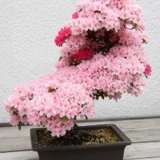 Amazing bonsai trees 1 1 5710e7828a6d0__700.jpg