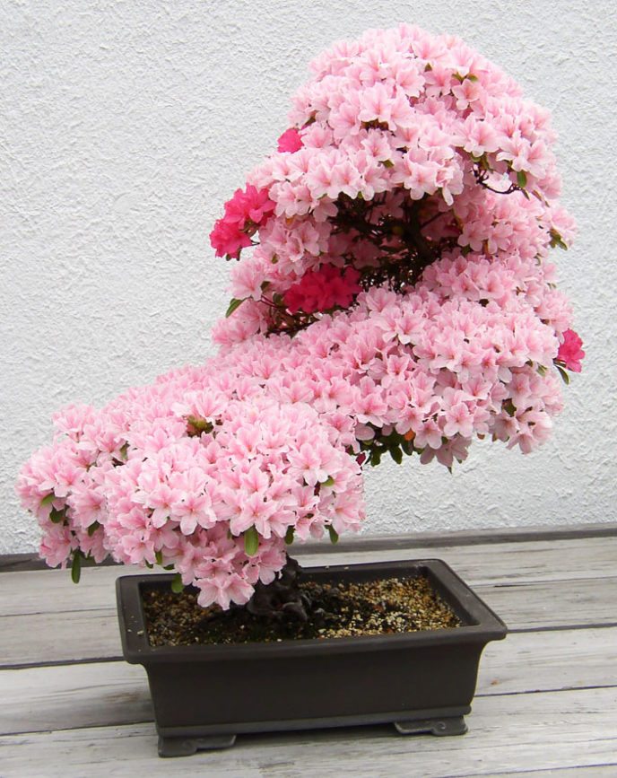 Amazing bonsai trees 1 1 5710e7828a6d0__700.jpg