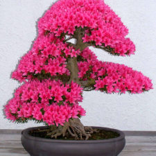 Amazing bonsai trees 1 5710e77e33ce6__700.jpg